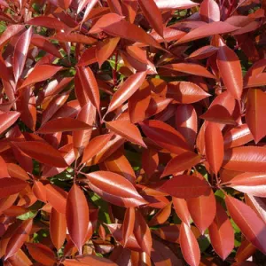 Fraser's Photinia