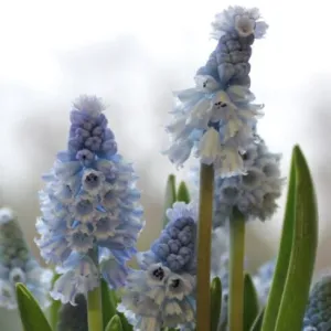 Muscari azureum