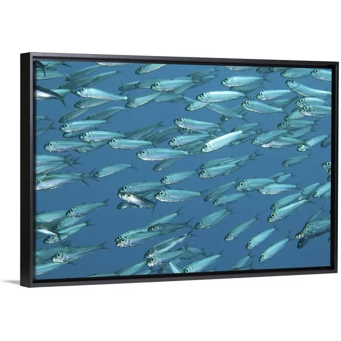 "A school of sardines" Black Float Frame Canvas Art