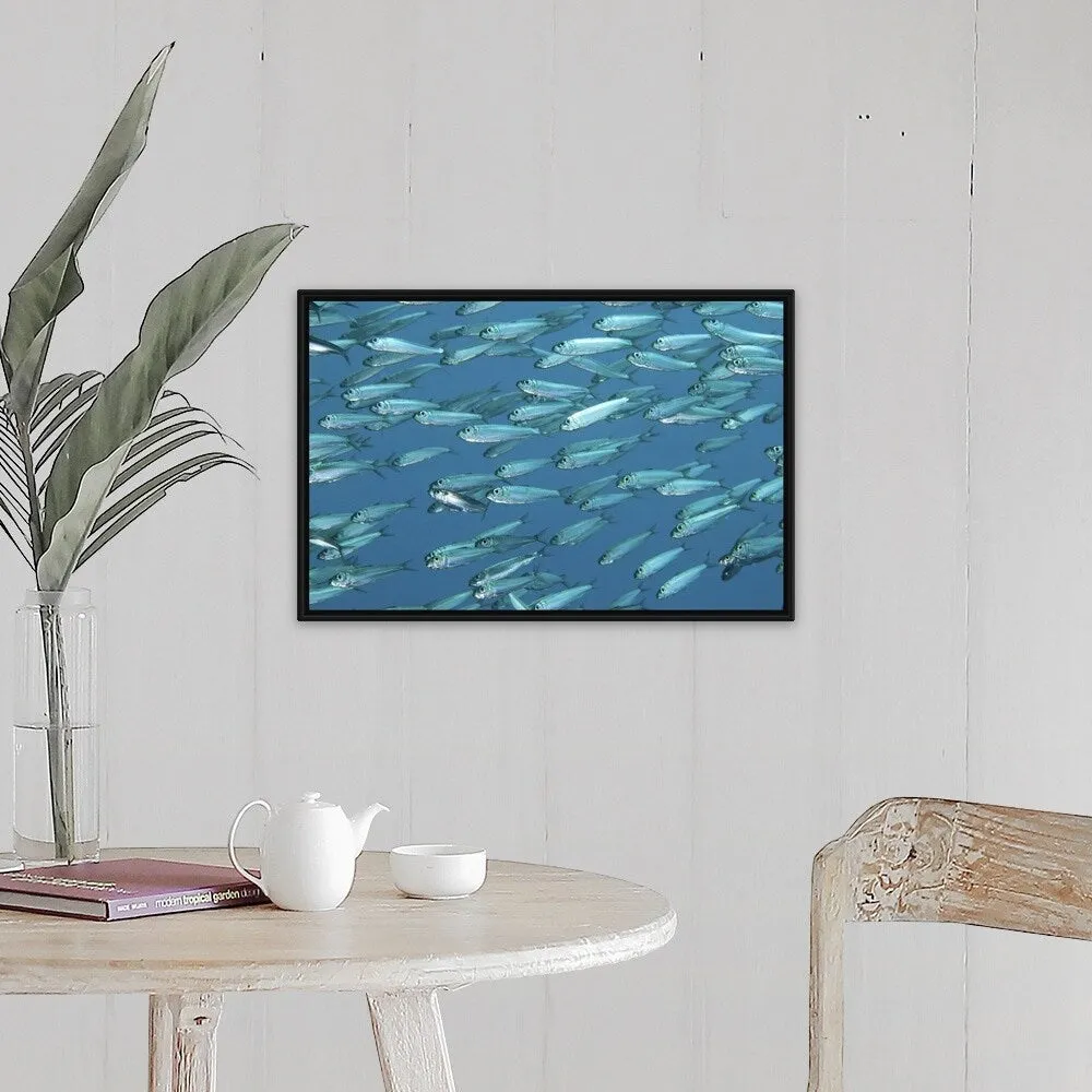 "A school of sardines" Black Float Frame Canvas Art