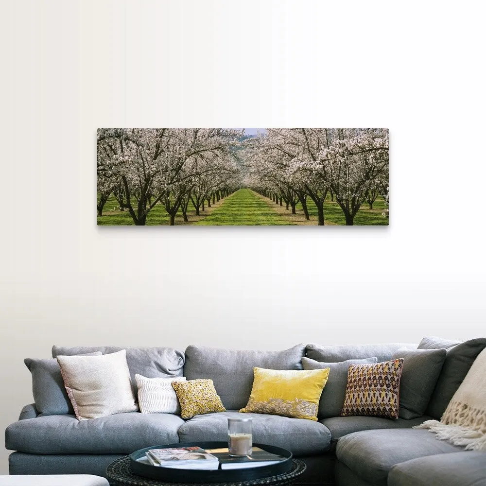 "Almond Tree Orchard nr Winters CA" Canvas Wall Art