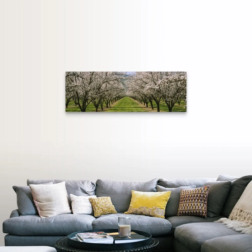 "Almond Tree Orchard nr Winters CA" Canvas Wall Art