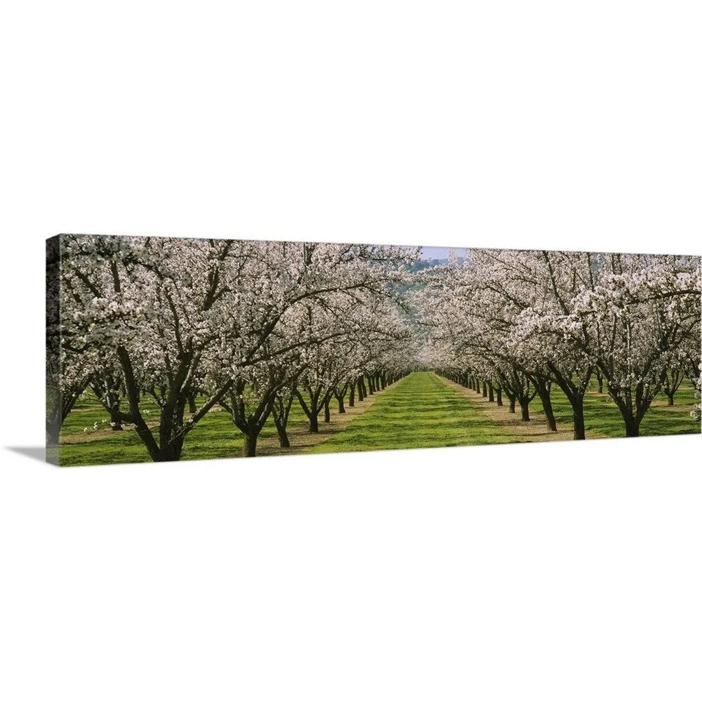 "Almond Tree Orchard nr Winters CA" Canvas Wall Art