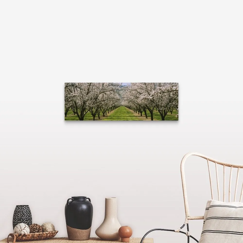 "Almond Tree Orchard nr Winters CA" Canvas Wall Art