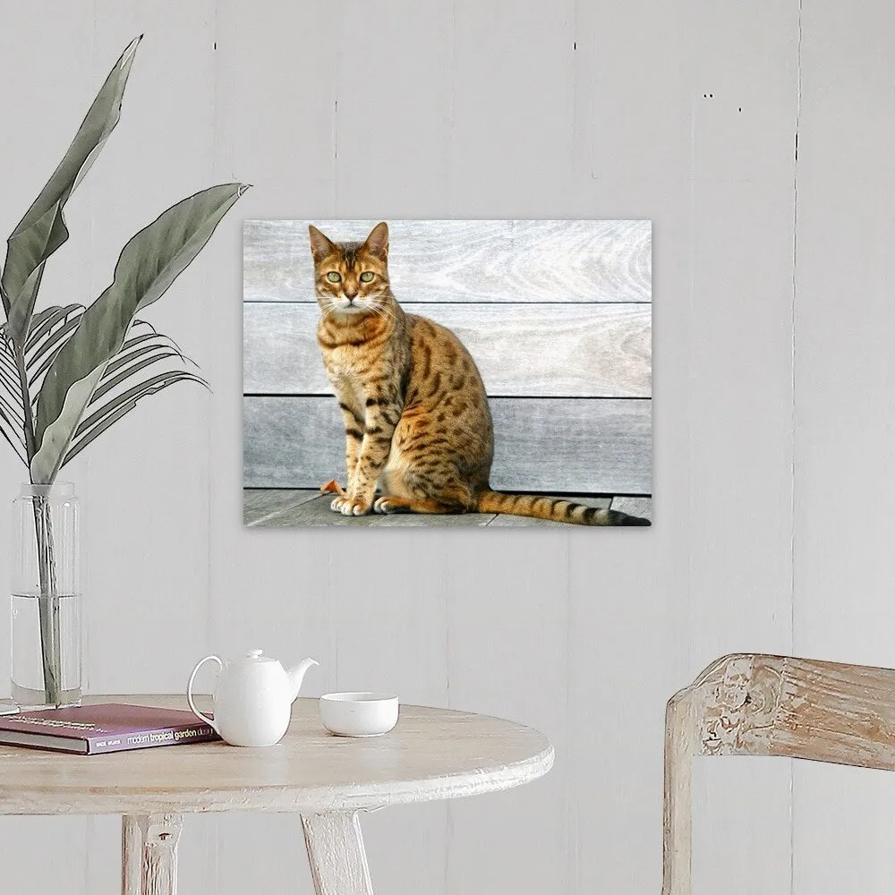 "Bengal cat sitting on weathered deck." Canvas Wall Art