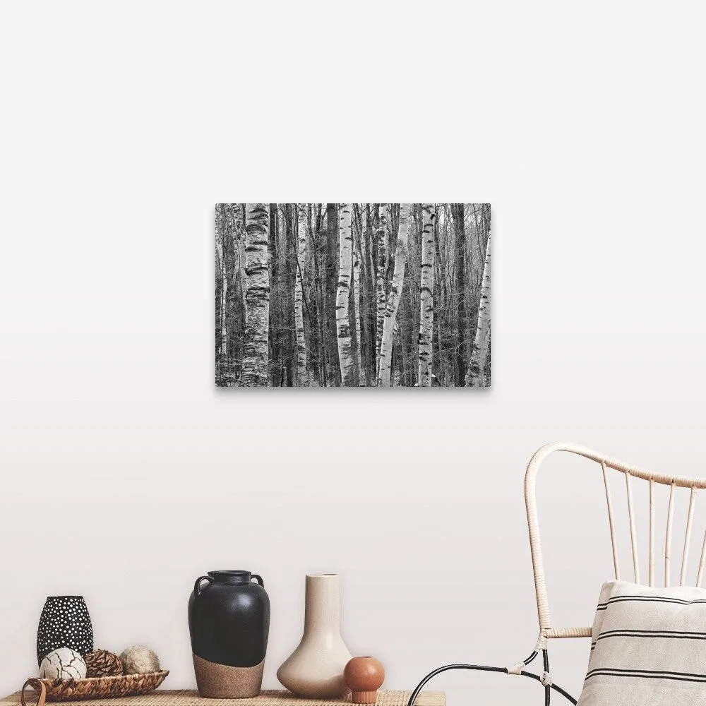 "Birches stand clustered on Savoy Mountain near Tannery Falls." Canvas Wall Art