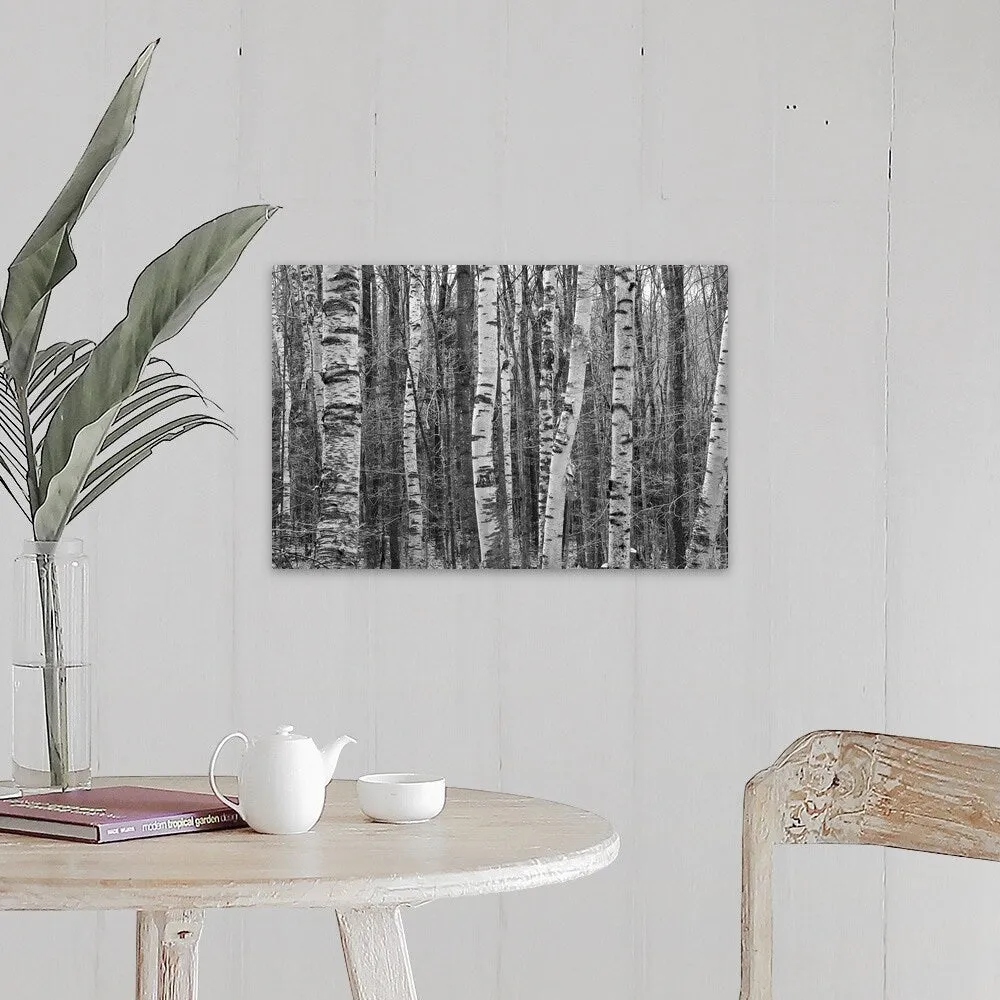 "Birches stand clustered on Savoy Mountain near Tannery Falls." Canvas Wall Art