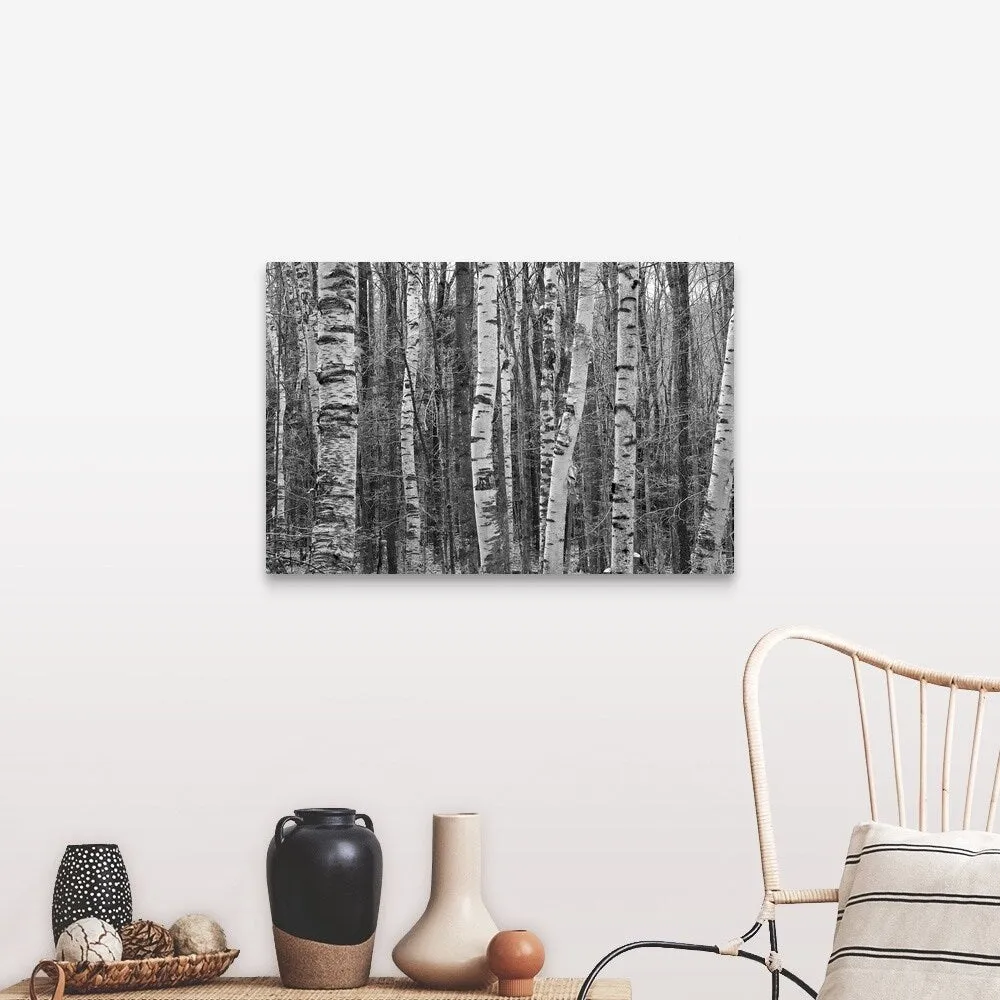 "Birches stand clustered on Savoy Mountain near Tannery Falls." Canvas Wall Art