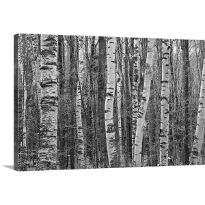 "Birches stand clustered on Savoy Mountain near Tannery Falls." Canvas Wall Art