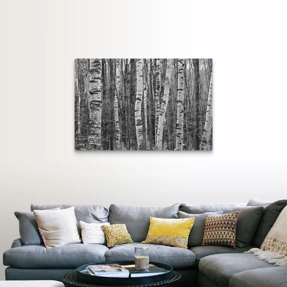 "Birches stand clustered on Savoy Mountain near Tannery Falls." Canvas Wall Art