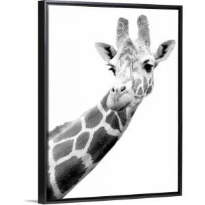 "Black and white portrait of a giraffe" Black Float Frame Canvas Art