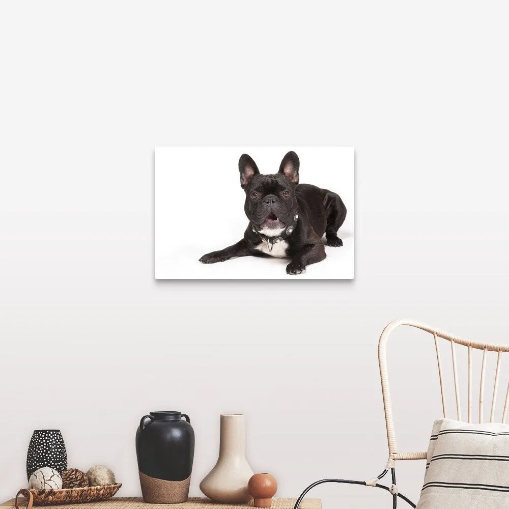 "Black French Bulldog lying down" Canvas Wall Art