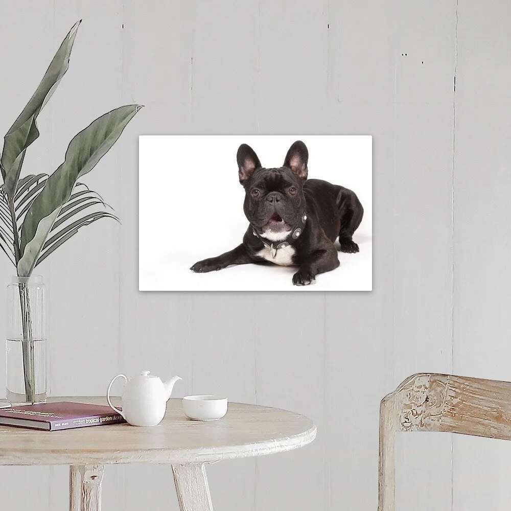 "Black French Bulldog lying down" Canvas Wall Art