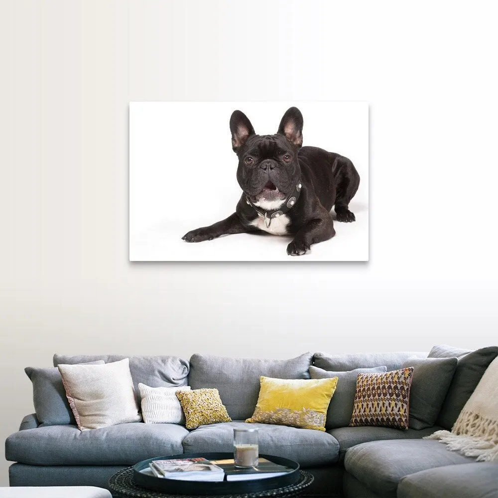 "Black French Bulldog lying down" Canvas Wall Art