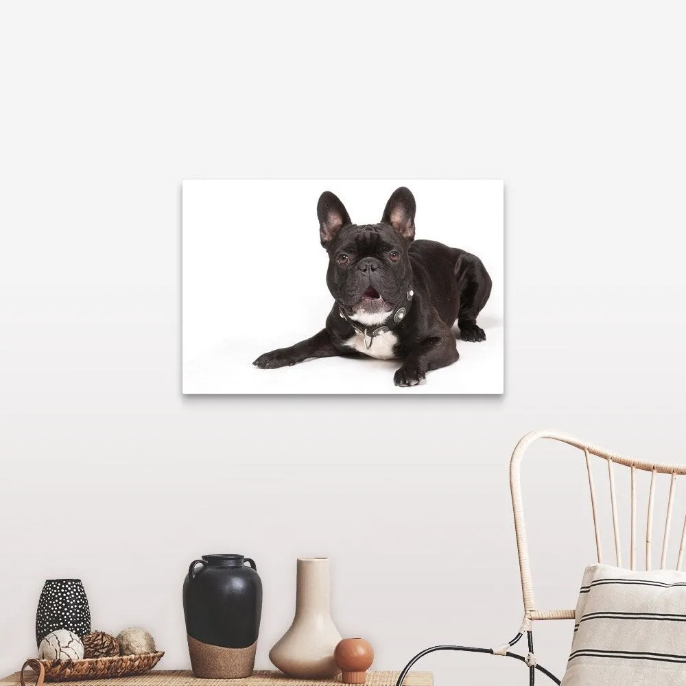 "Black French Bulldog lying down" Canvas Wall Art