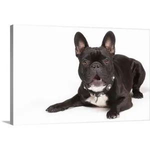 "Black French Bulldog lying down" Canvas Wall Art