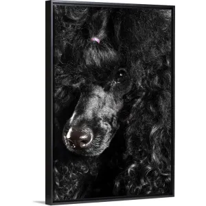 "Black Poodle" Black Float Frame Canvas Art