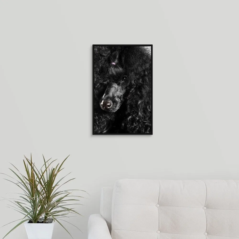 "Black Poodle" Black Float Frame Canvas Art