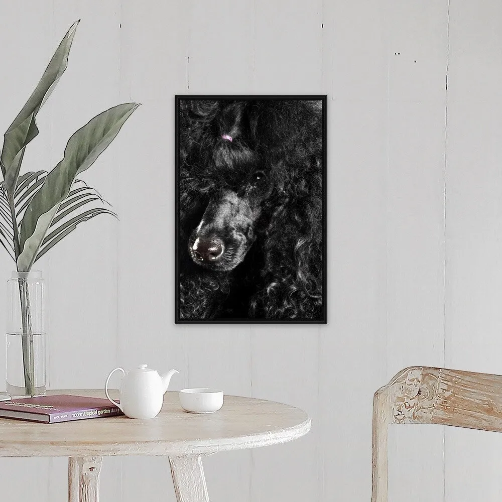 "Black Poodle" Black Float Frame Canvas Art